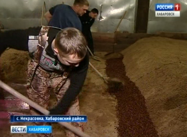 Семена кедра