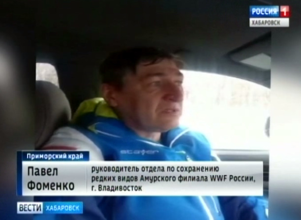 Операция на тигрице
