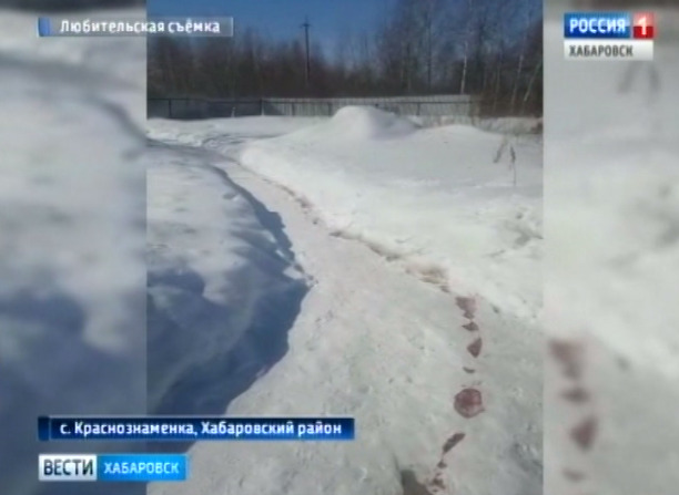 Съели собак