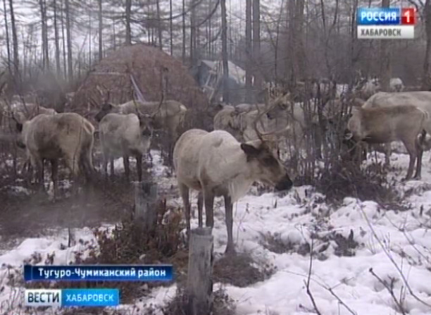 Развитие оленеводства
