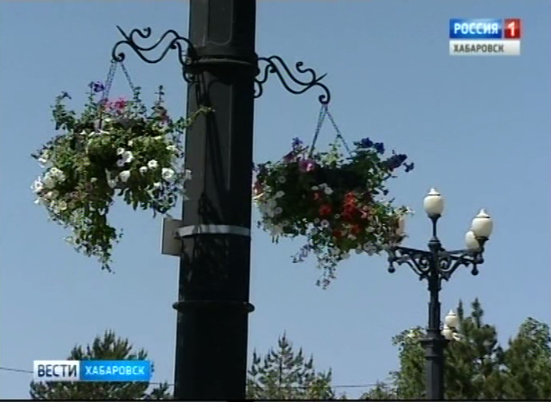 Городские цветы