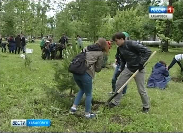 Посадка деревьев