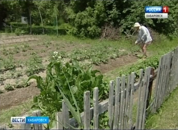 Дачников левобережья обязали оформлять документы на землю