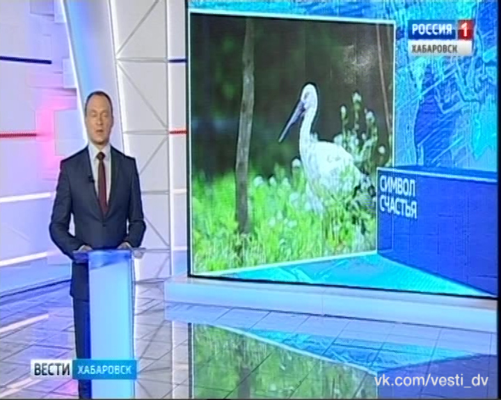 Аисты и орланы