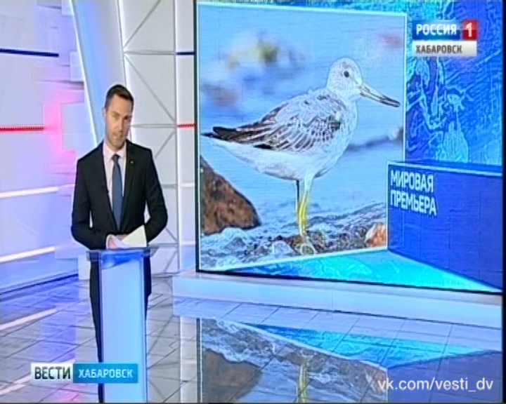 Охотские улиты