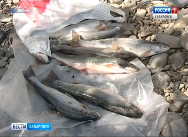 Поймана группа браконьеров
