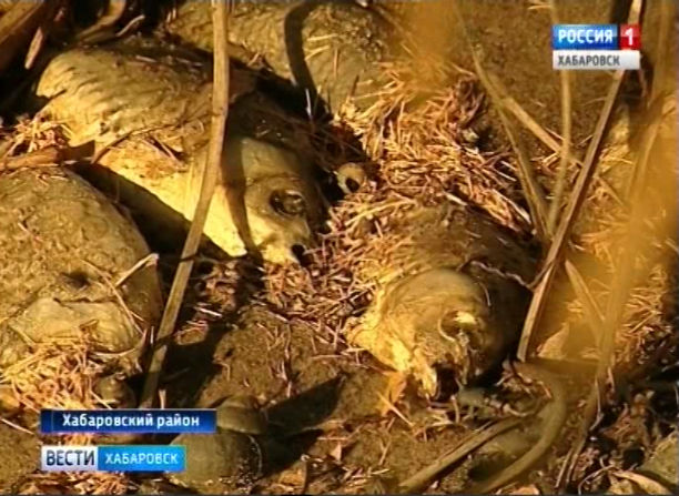 Мор рыбы в Некрасовке