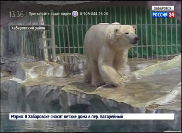 Зоосад Приамурский. Программа сохранения белых медведей