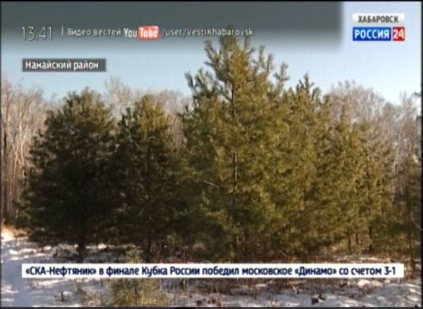 Заготовка елей