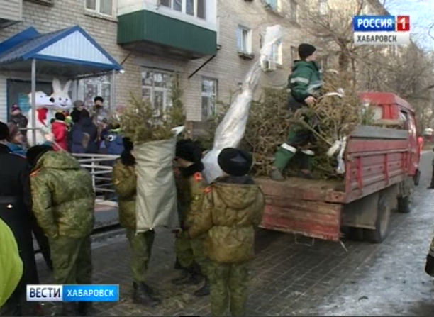 Новогодние ели съедят в Хабаровске