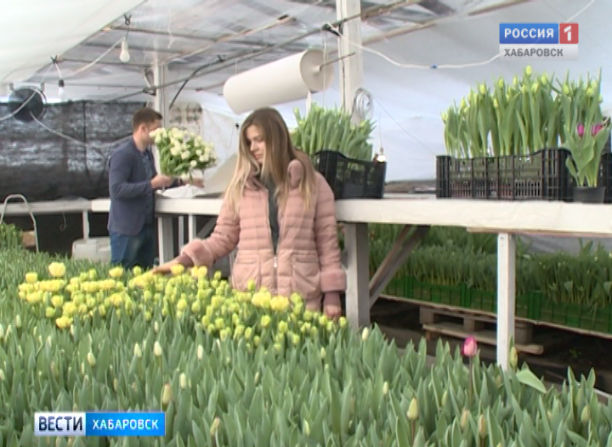 Тюльпаны