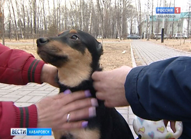 Щенок без ушей обрел дом
