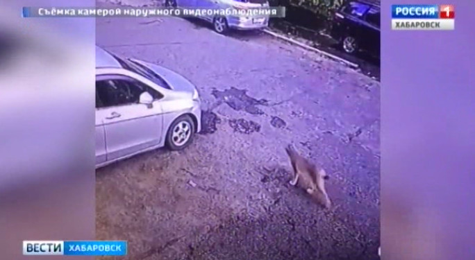 Рысь в Хабаровске