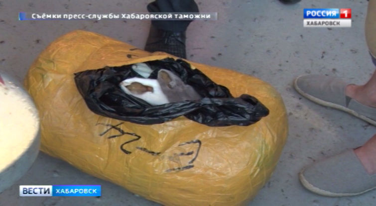 Контрабанда норковых шкурок