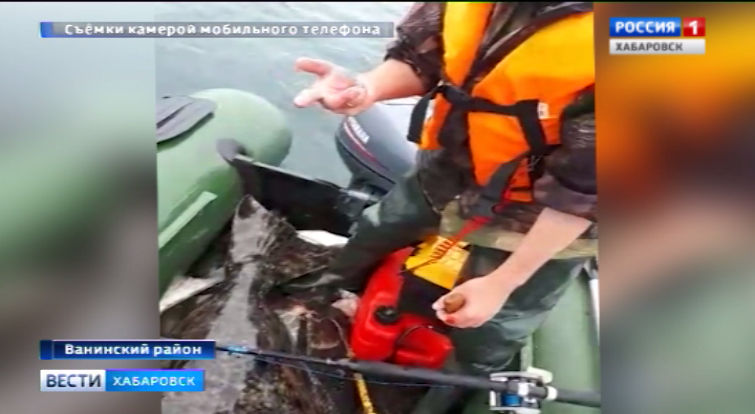 Огромного палтуса поймали