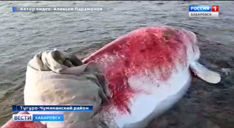 Спасение белух у Чумикана
