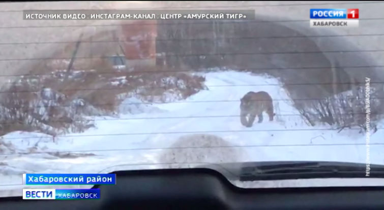 Тигры у Хабаровска