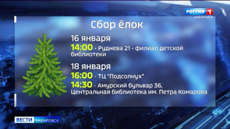 Сбор новогодних ёлок