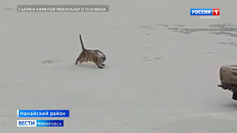 Тигр на озере Гасси