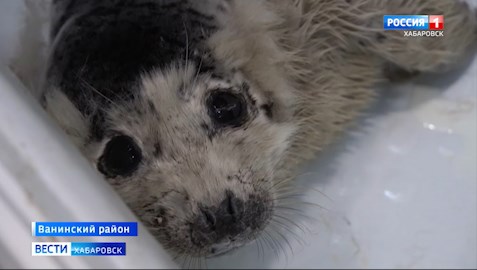 Нерпу спасли в Ванинском районе