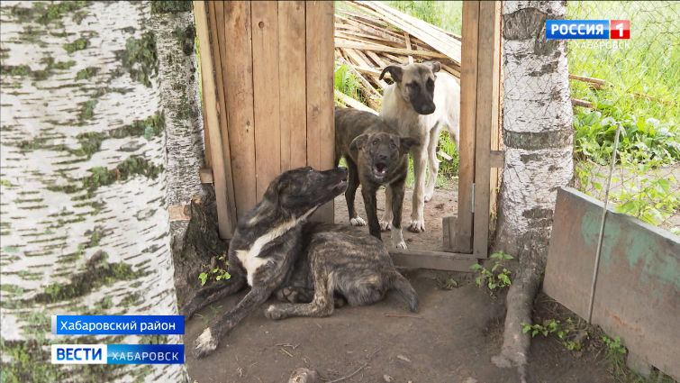 Проблемная ситуация с собаками в дачном обществе