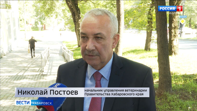 Очаги Африканской чумы свиней в Хабаровском крае
