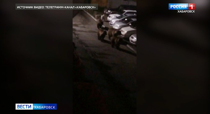 Медведь в Хабаровске
