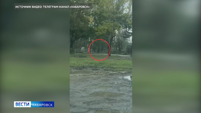 Поиски медведя в Хабаровске