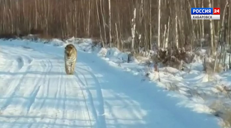 Тигра, которого видели на трассе Хабаровск — Комсомольск, отлавливать не планируется