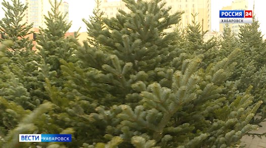 Елочные базары заработали в Хабаровске