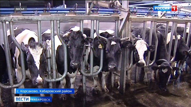 сельскохозяйственные животные хабаровского края. крс село дружба хабаровск. сельское хозяйство хабаровского края. животноводство волгоградской области. сельское хозяйство хабаровского края.