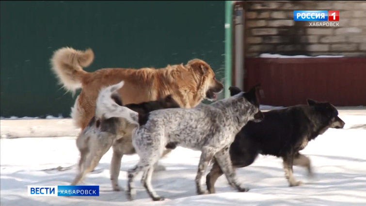 Ситуация с отловом собак
