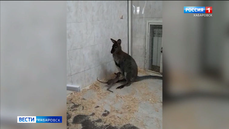 В зооцентре «Питон» Комсомольска-на-Амуре готовятся к переселению животных в летние квартиры