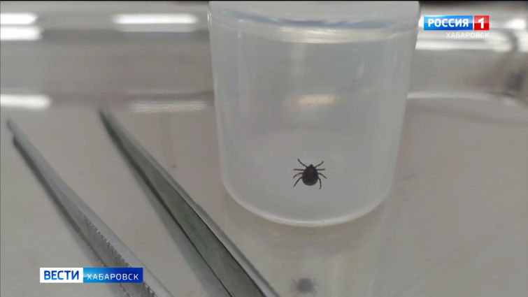 В Хабаровске растет количество укусов клещей