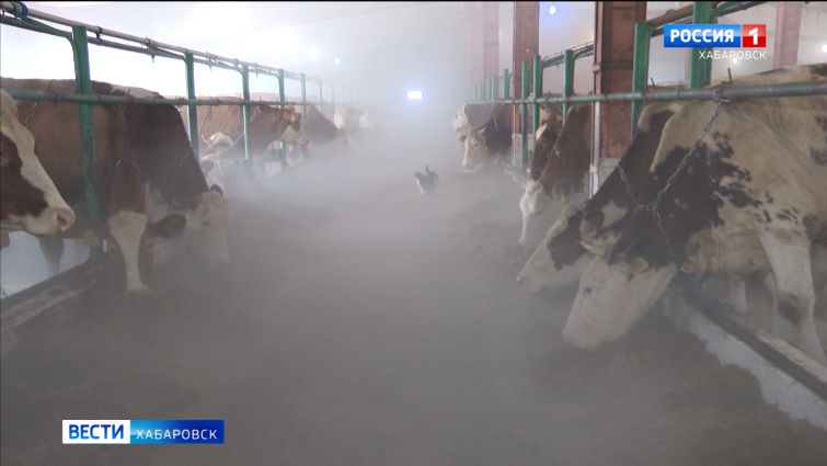 Фермеры Хабаровского края смогут увеличивать поголовье крупного рогатого скота без покупки животных
