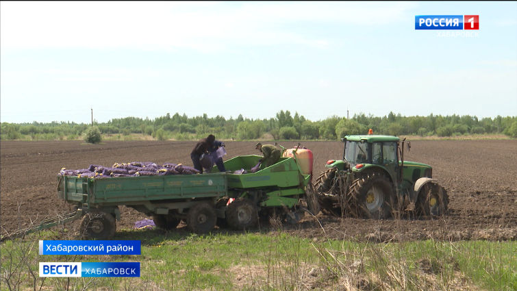 Фермеры в Хабаровском крае приступили к высадке картофеля