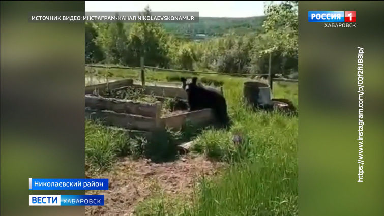 Небывалое нашествие медведей в Николаевском районе фиксируют специалисты