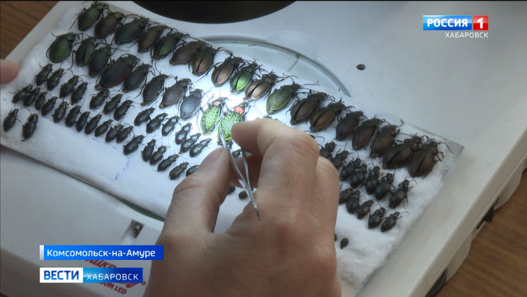 Ученые открыли новые для Хабаровского края виды насекомых