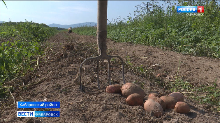 В Хабаровском крае возрождают семеноводство картофеля