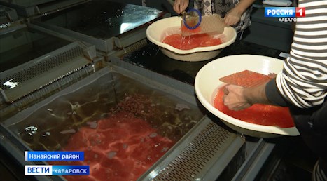 С дефицитом кеты столкнулись на рыбоводных заводах в бассейне Амура
