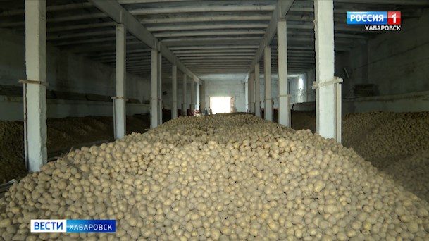 В Хабаровском крае план по сбору картофеля выполнить не удалось