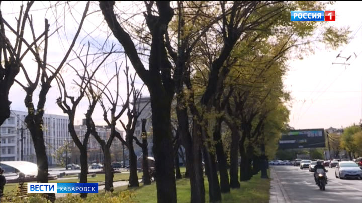 Санитарная обрезка деревьев стартовала в Хабаровске