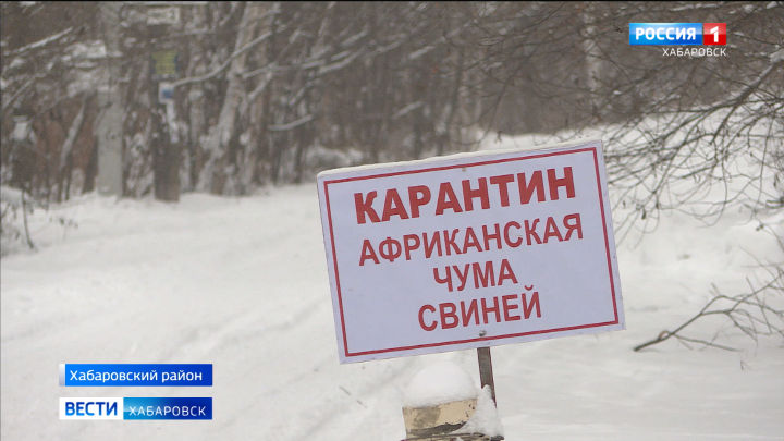 Очередной очаг африканской чумы свиней обнаружен в Хабаровском районе