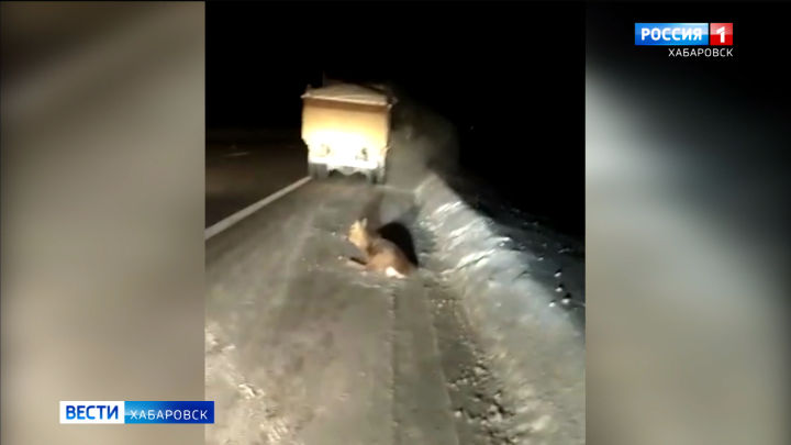 Косуля погибла под колёсами автомобиля на объездной трассе Хабаровск – Владивосток