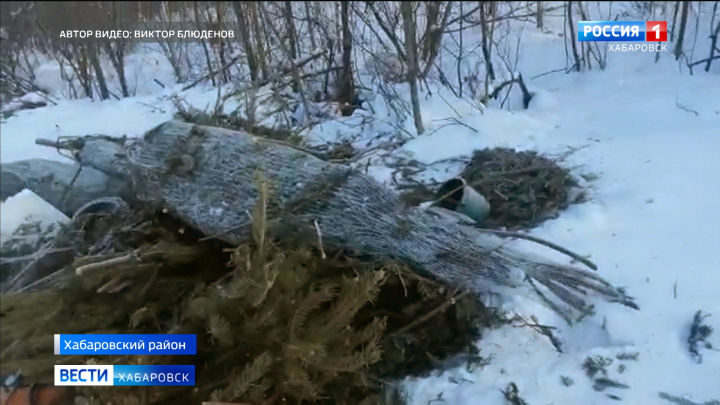 В пригороде Хабаровска обнаружены несколько свалок новогодних деревьев