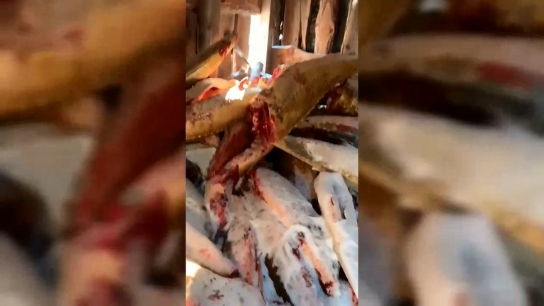 Тайник с рыбой на 18,5 миллионов рублей обнаружили в Николаевском районе