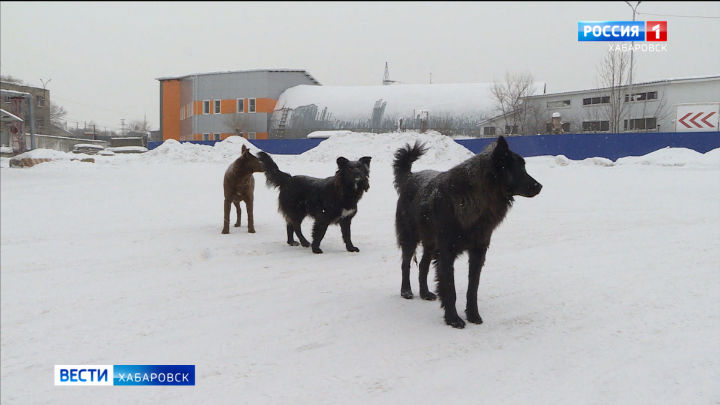Подробности нового нападения бездомных собак на ребёнка выясняют краевые следователи