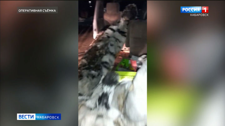 Автомобиль с тушей тигра задержали в пригороде Хабаровска