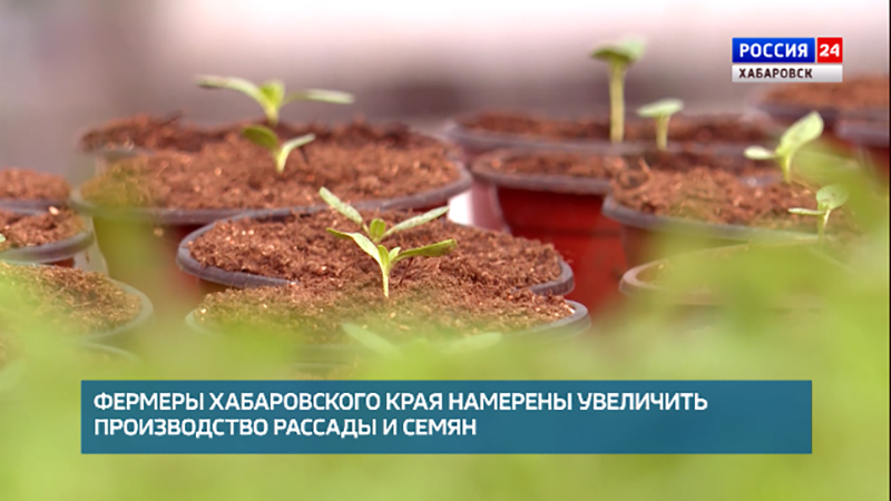 Минсельхоз Хабаровского края: нашими фермерами будет увеличено производство семян и рассады