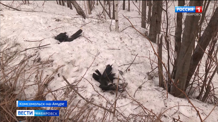 Смотрите в 21:05. Птичий грипп обнаружен в Комсомольске-на-Амуре